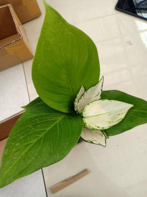  SUPER  WHITE  KECIL Tanaman Hias Aglaonema  Aglonema  