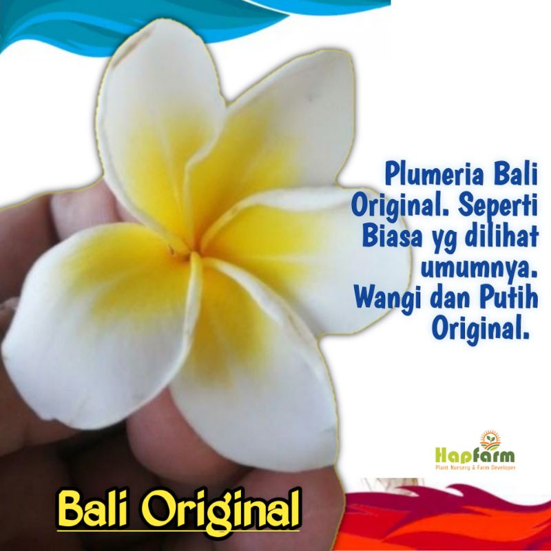 Bibit Plumeria Bali Original, cutting untuk stek