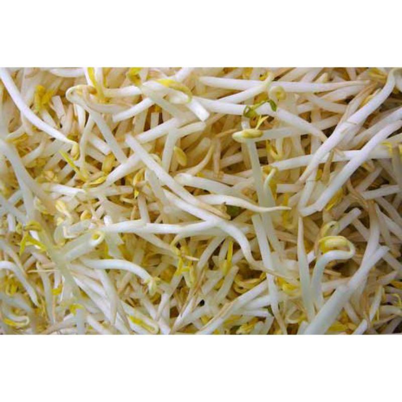 

toge kecambah 500gram