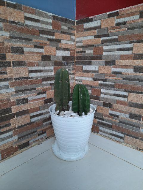 Pot Bunga Tawon Putih Tinggi (pirus) 24cm + Tatakan Putih