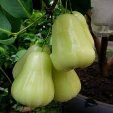 Bibit Jambu Air Madura Cepat Berbuah