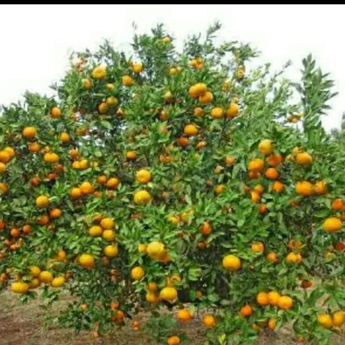 BIBIT TANAMAN BUAH JERUK MEDAN CLL