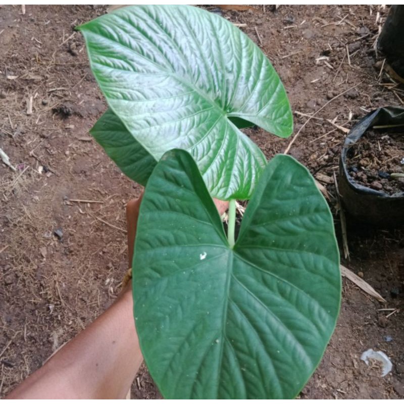 tanaman his Alocasia Alba - alocasia - Alba - tanaman hias Alocasia Alba - tanaman hias alocasia