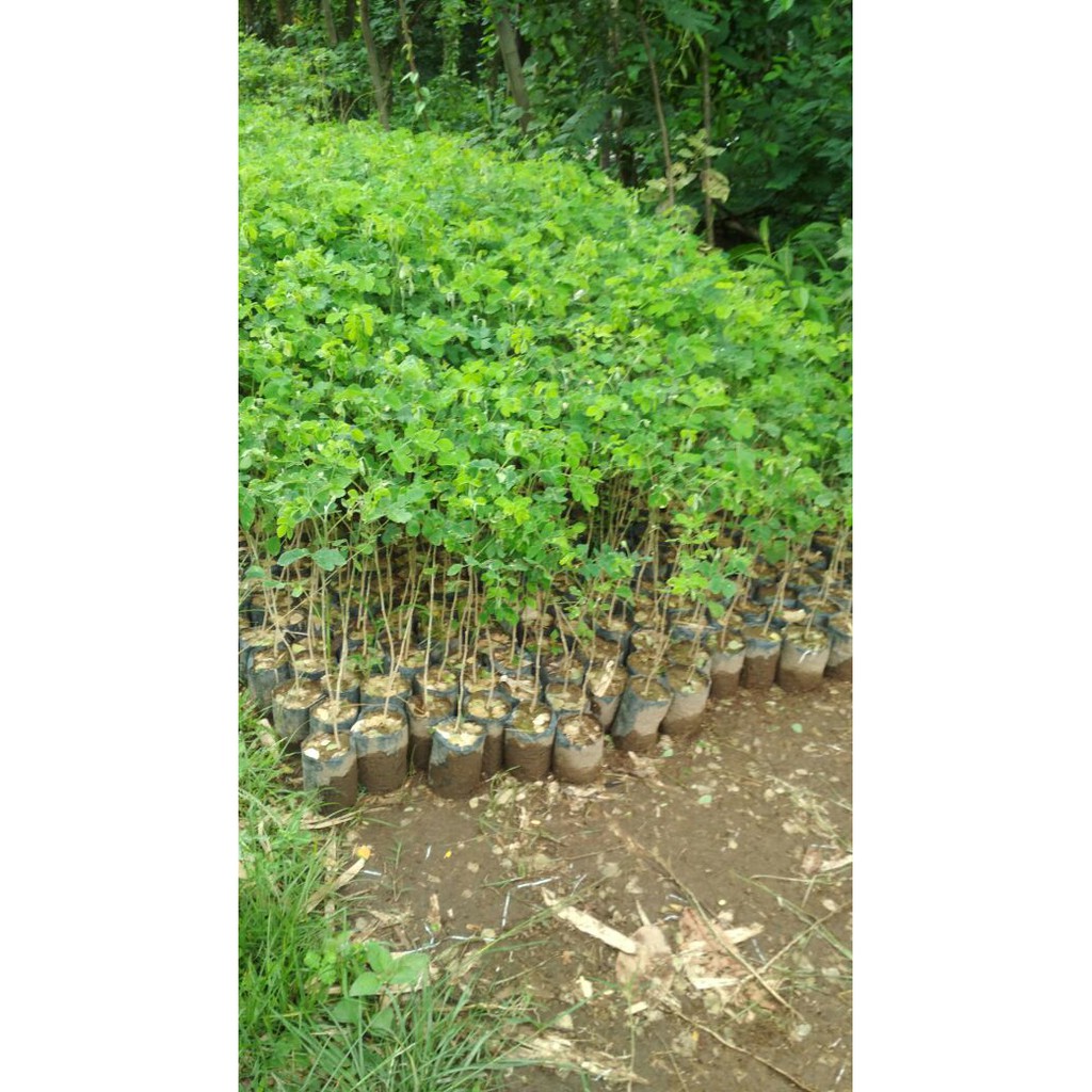 Bibit Trembesi 10 Bibit