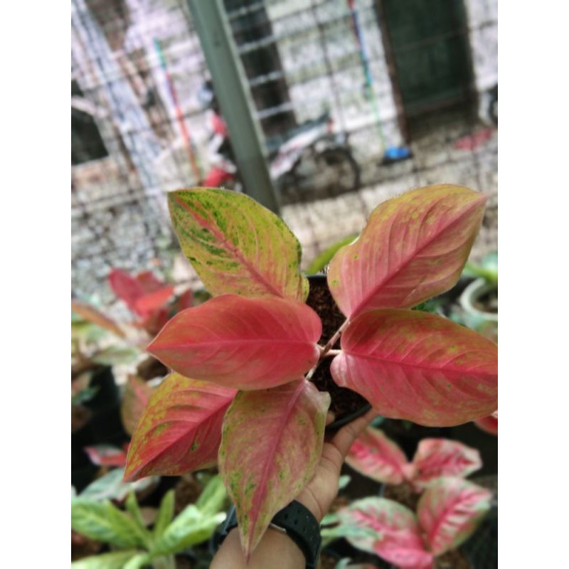 aglonema striptis mutasi cantik