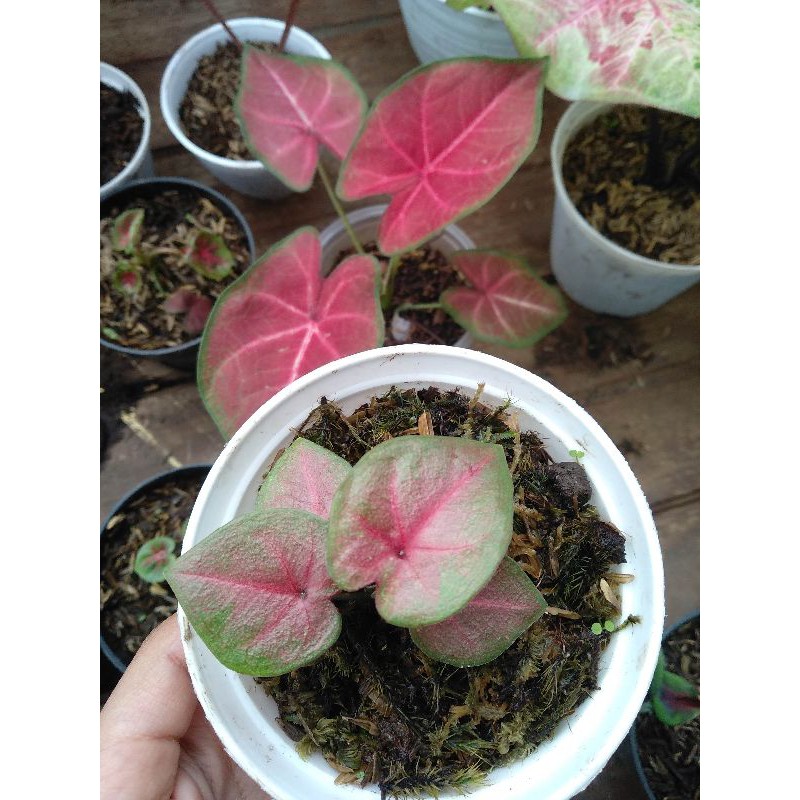 Keladi Caladium Hybrid H41