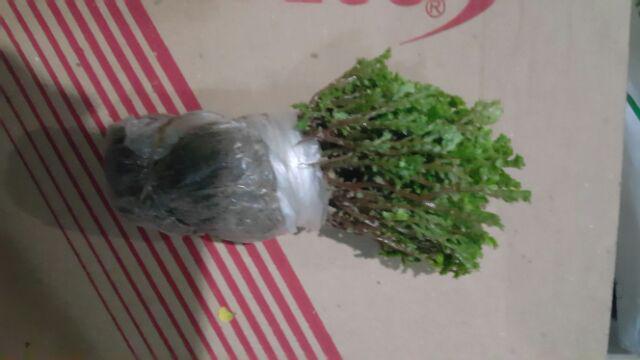 Tanaman Hias - Bibit Bunga Ande Lumut