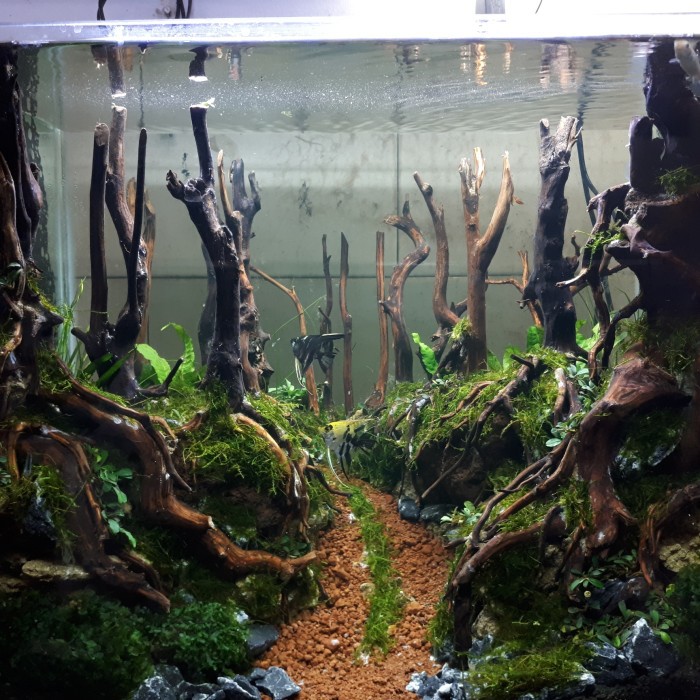 Aquarium Aquascape Full Set Design Tema Jungle Style 2
