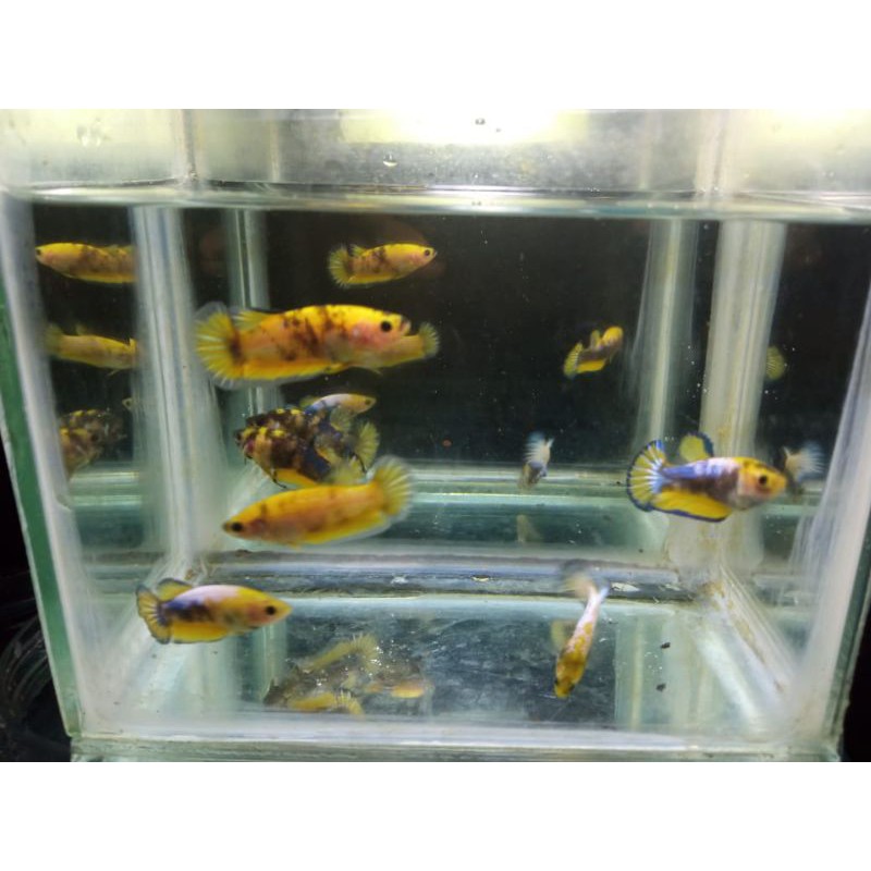 Female Yellow fancy/Betta yellow fancy/yellow fancy /female yellow fancy blackmeat