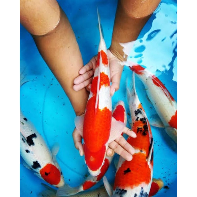 Jual ikan koi kohaku sanke-size 30-35 cm-ikan koi induk siap bertelur-paket 1 pasang