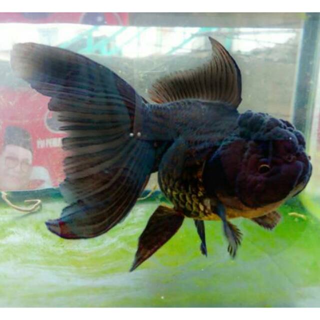 43+ Gambar Ikan Koki Black Oranda, Penting!
