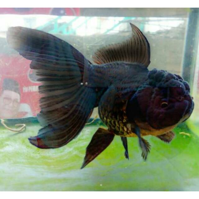 Ikan koki Black oranda thailand | Shopee Indonesia