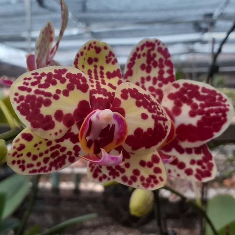 double tangkai double spike anggrek bulan jumbo putih polos premium hybrid