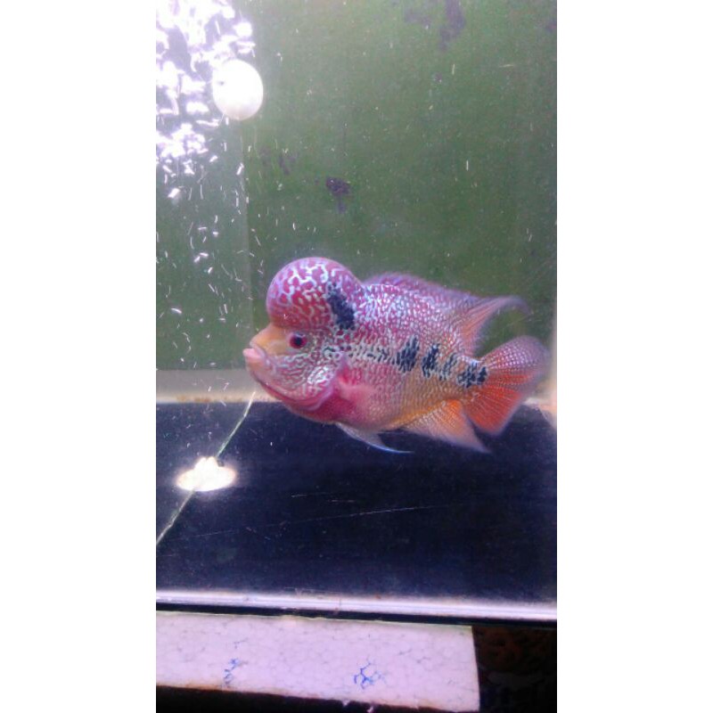 

srd thailan