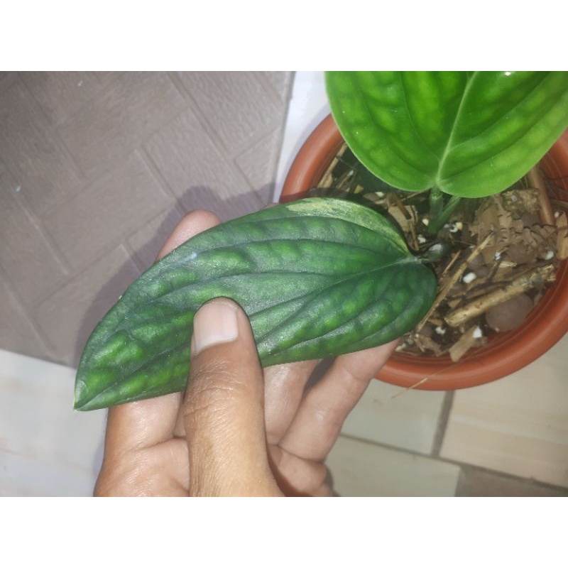 Monstera Karstenianum Variegata/Sirih Badak Variegata