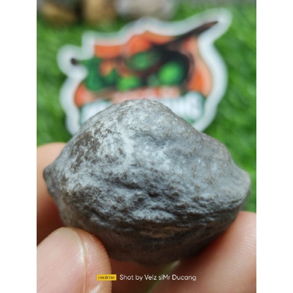 MUNCANG ADU YANTI GPU ( SI KUYA DEKET TANGKAL SI PUTRI) RAJA BATOK