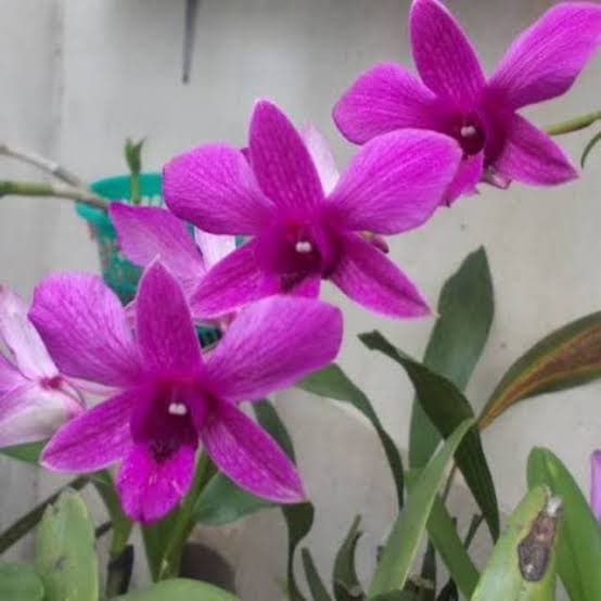pohon anggrek bunga ungu/tanaman anggrek