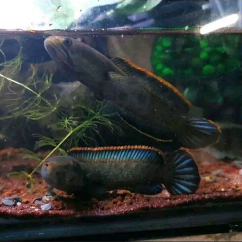 limbata jantan & betina gondrong size 15-20 cm