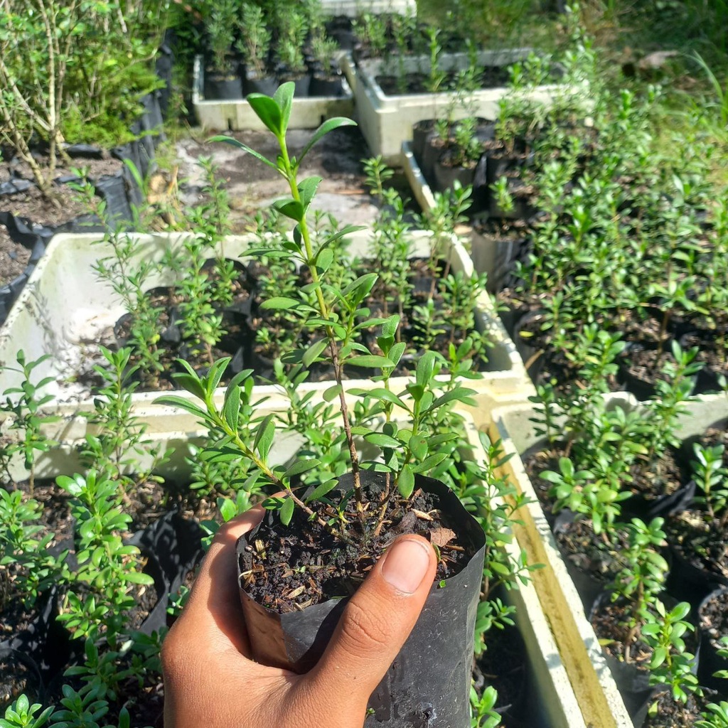 Bibit santigi karang (semai dari biji) pemphis acidula bahan bonsai