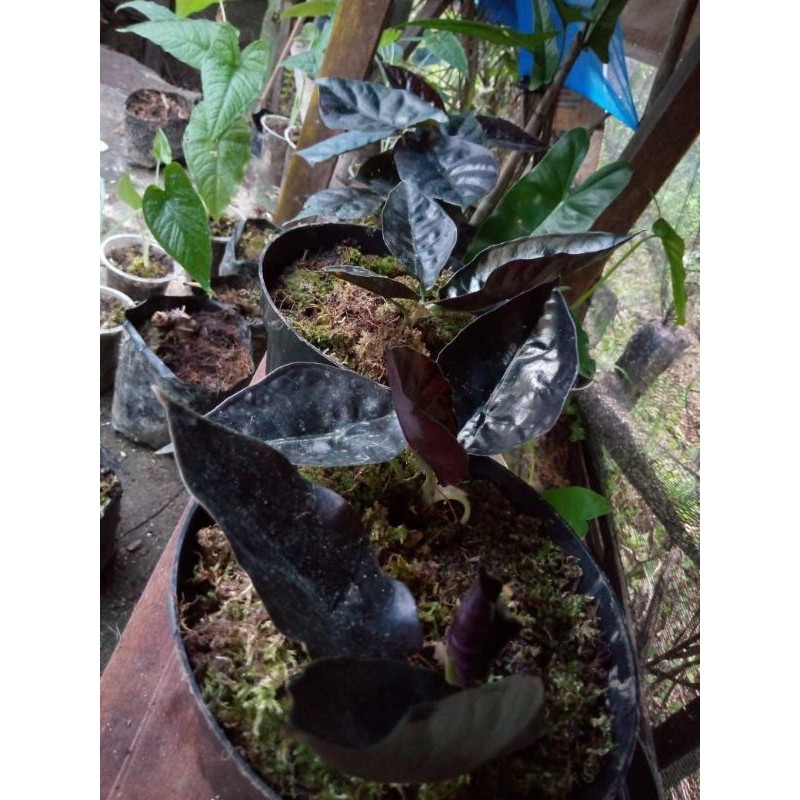 alocasia black indo_infernalis