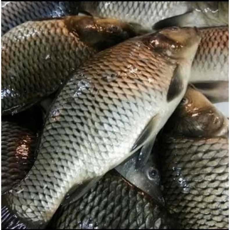 

ikan mas segar 1 kg sayuran segar