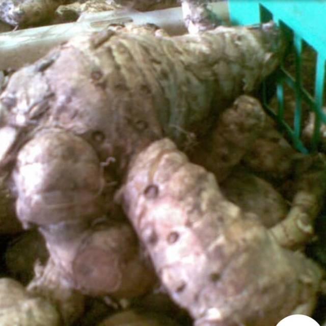 

Temulawak Basah