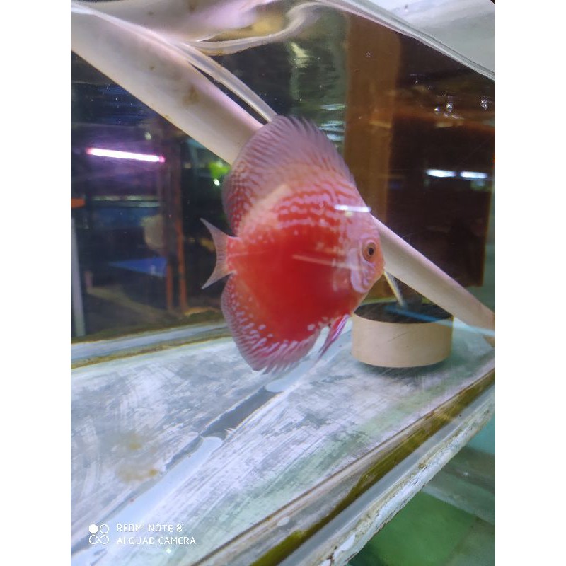 Paket 2ekor Ikan Hias Discus 2,5"inci