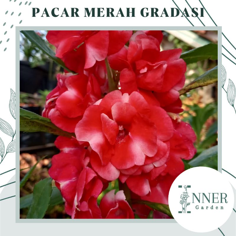 4 Biji Benih Pacar Air Merah Gradasi Tumpuk