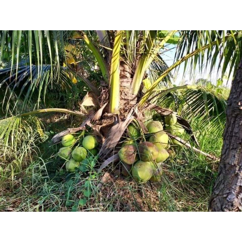 Jual Bibit Kelapa Genjah Entok Kelapa Bulan Tumbuh Mancung Bersertifikat Siap Tanam