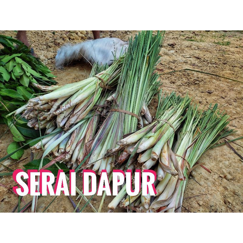 

Serai Dapur Segar 250 gram
