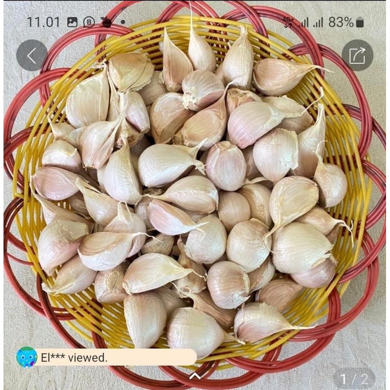 

Bawang Putih Kating Potek