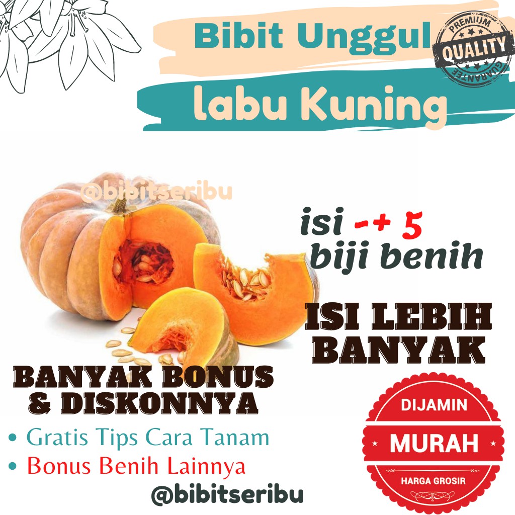 Bibit Labu Kuning Benih Sayuran dan Buah Siap Tanam Lengkap Bisa untuk Hidroponik