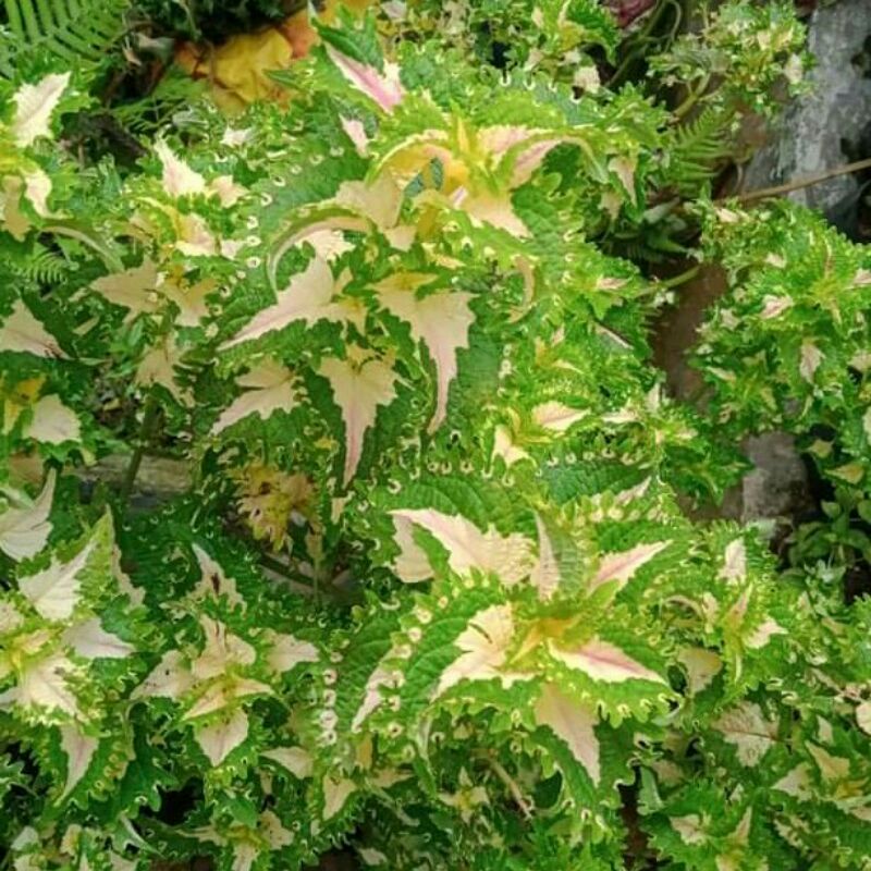 Tanaman Hias Bunga Miana Premium ID Gaun Ratu Tanaman Miana Murah Terawat