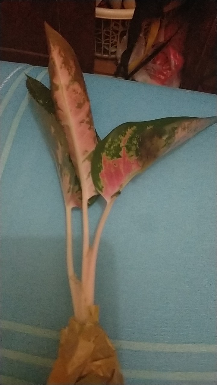 Aglaonema Kocin Paramruai Lokal