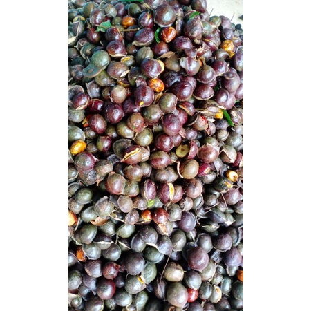 

jengkol