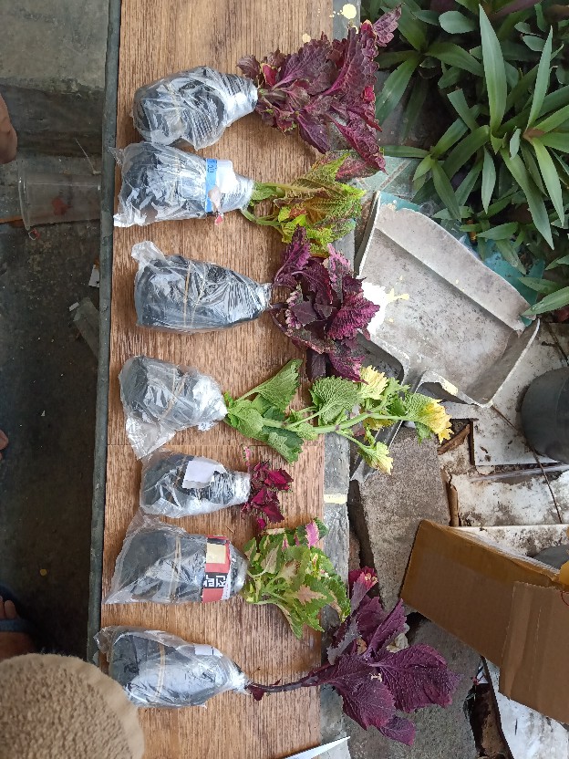 Tanaman Miana/ingler Daun Kecil / 1pcs / 150gram