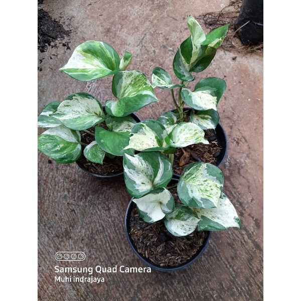 EPIPREMNUM MANJULA/SIRIH MANJULA