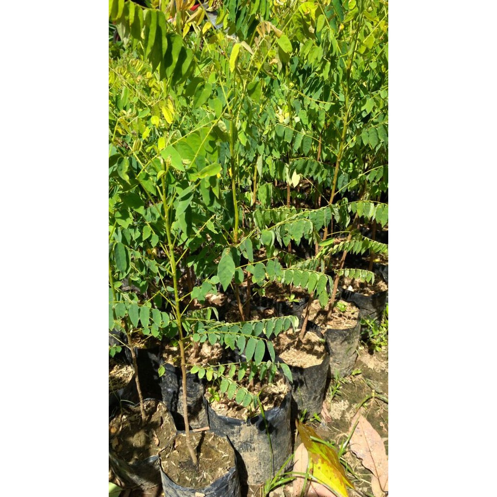 Bibit Belimbing Wuluh