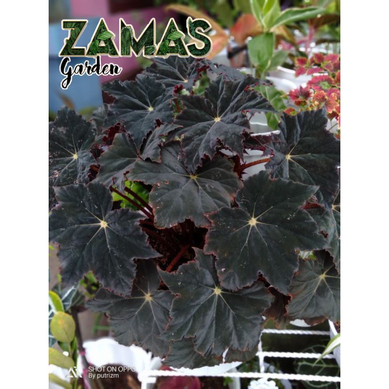 begonia Black Velvet & begonia tiger