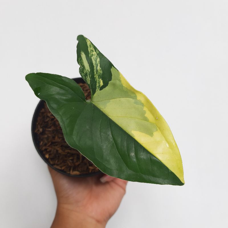 syngonium yellow var