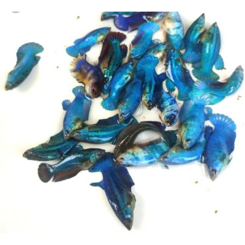 Cupang besgel blue rim ( partaian )