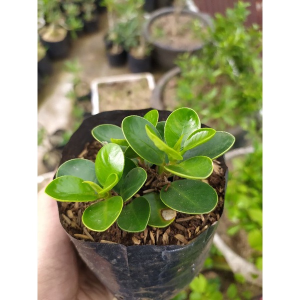 Beringin Dolar Mikro/Mangkok