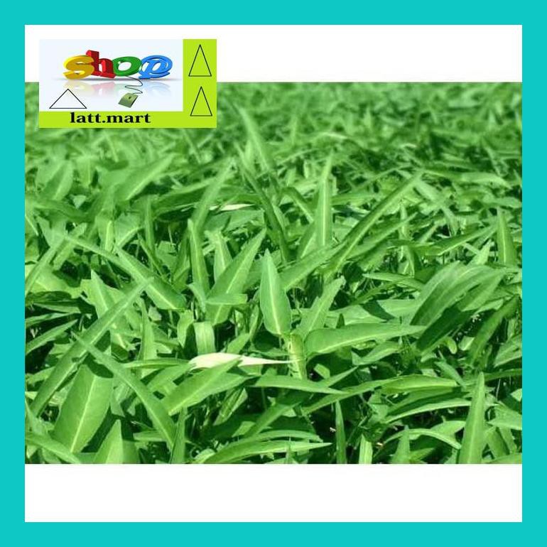 

Yu04Yts Benih-Bibit Kangkung Daun Sempit Grandies (Haira Seed) Yul0F40Ul