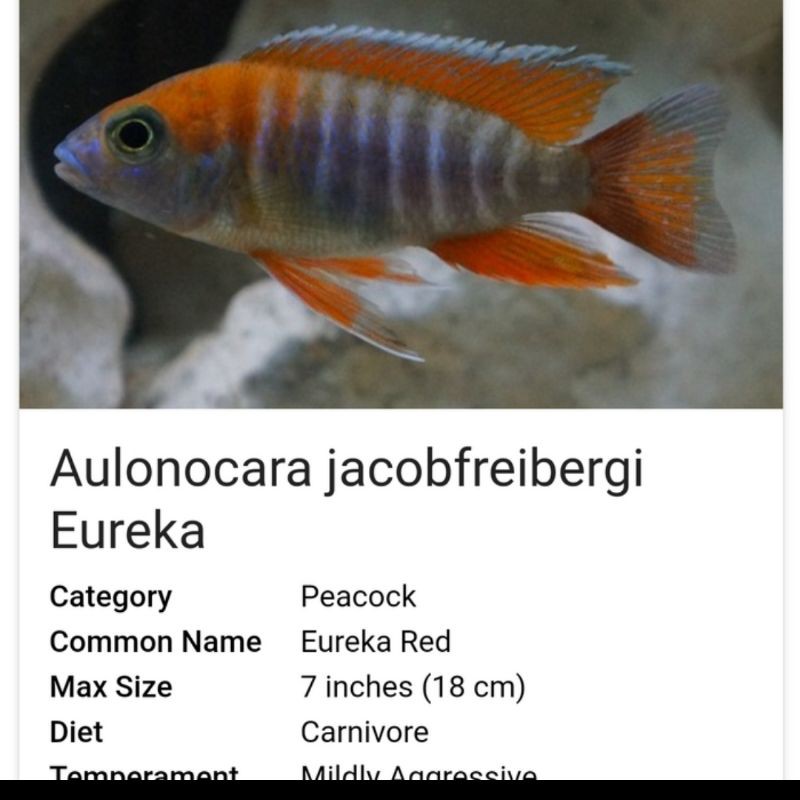 Ikan Hias Cichlid Red Eureka Jacob Aquarium