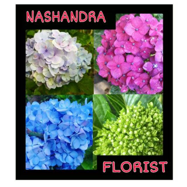 Tanaman Hias Bunga Panca Warna Hortensia Hydragea Shopee Indonesia