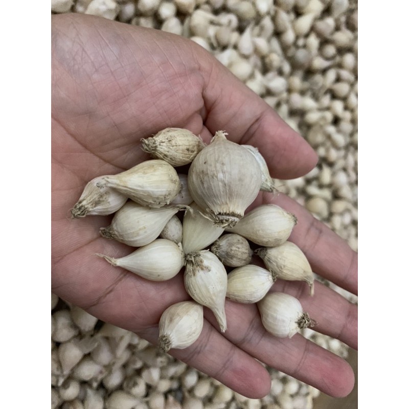 

Bawang Lanang / Tunggal Asli Lokal Magetan 100 gram Bukan Impor