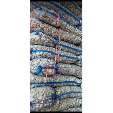 

bawang protol harga grosir super murah 1 Kilogram (Dibawah 1Kg silahkan chat)