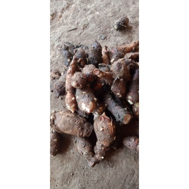 

OBAT DIABETES / KIMPUL PLECET /KIMPUL PLECET / ENTIK / TALAS JAWA / KETAN / 500GR