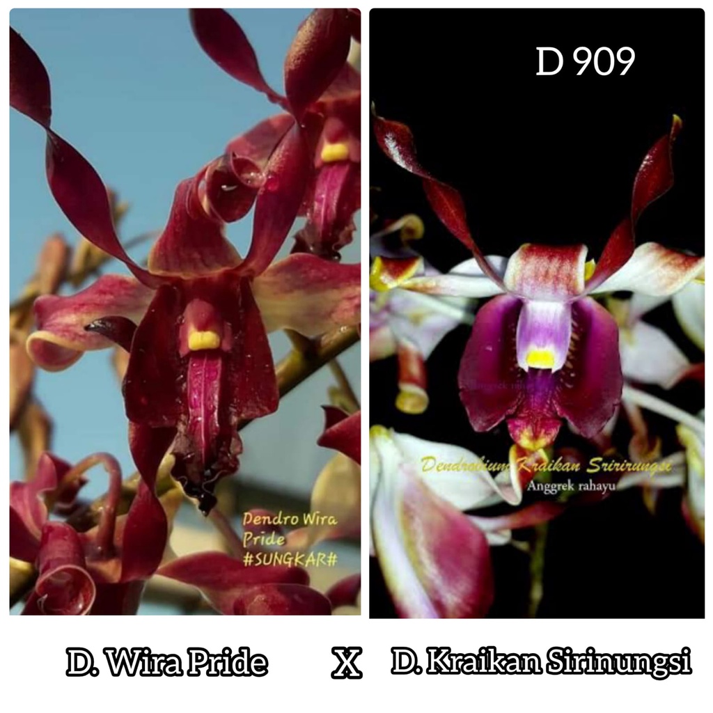 Bunga Anggrek Dendrobium kriting Wira Pride X Kraikan Sirinungsi