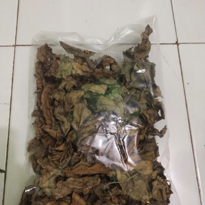 

PROMO Daun Harendong Kering / Segar Untuk Ramuan Herbal / Senggani